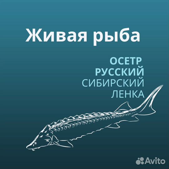 Рыба с доставкой