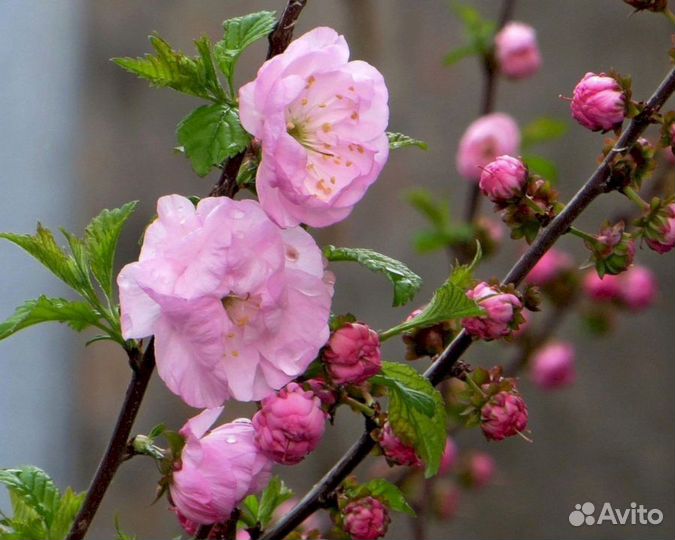 Луизеания - Миндаль Раскрасавица