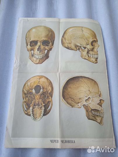 Учебные плакаты СССР по Биологии 1960-е года