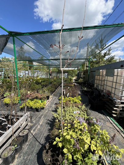 Клен крастнрлистный штамб