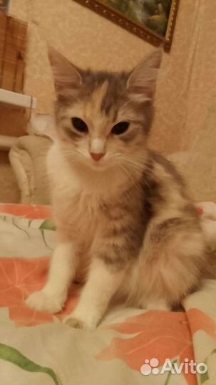 Кошка в дар бесплатно