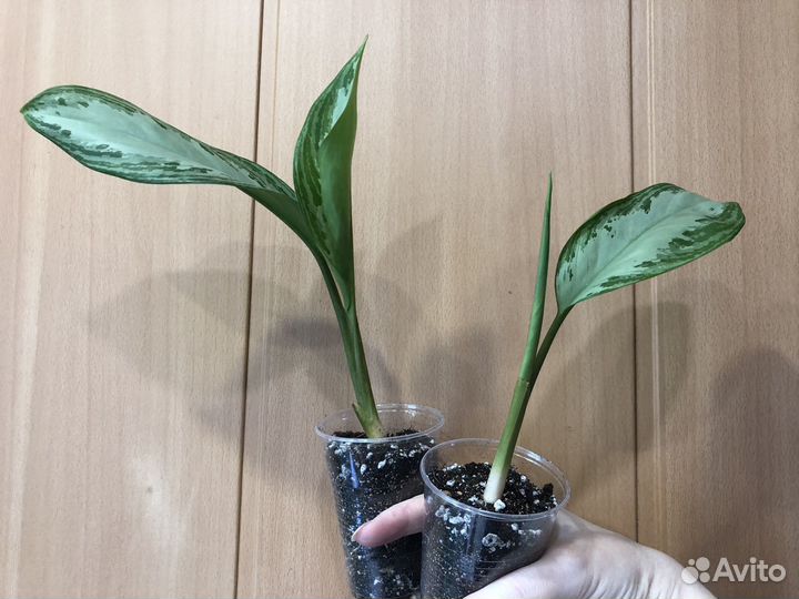 Детки Аглаонемы сильвер бей