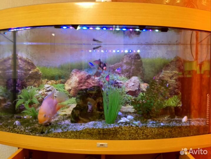 Аквариум