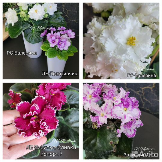 Фиалки сортовые