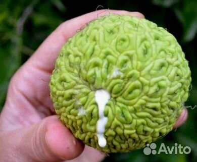 Маклюра (Дерево отчаявшихся), 2-летние саженцы