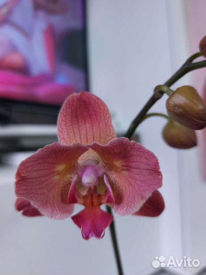Орхидея фаленопсис бабочка