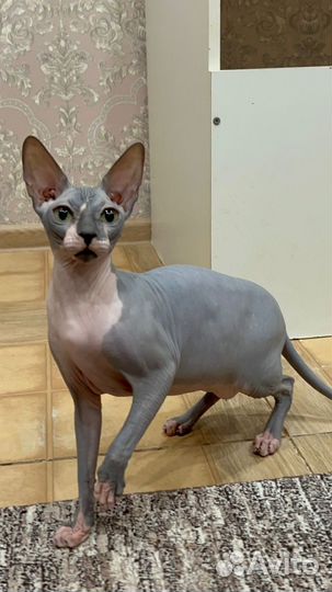 Канадский сфинкс