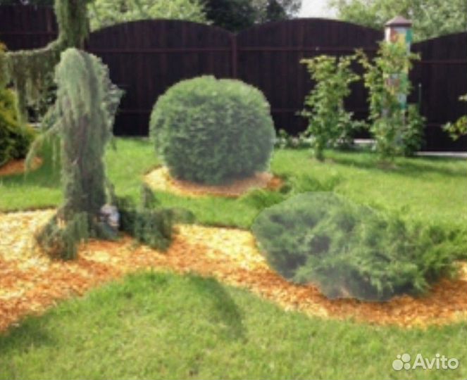 Щепа крашеная