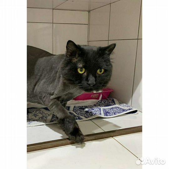 Кот 6 лет кастрирован пушистый