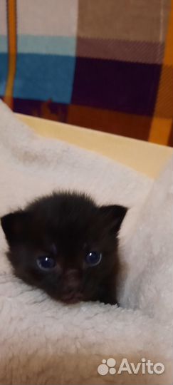 Девочка уголек в добрые руки