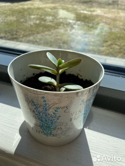 Толстянка (денежное дерево)