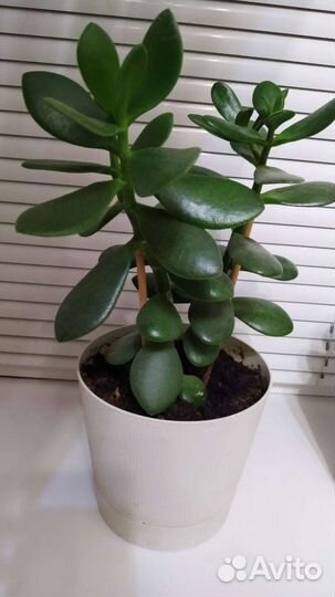 Толстянка Алоэ