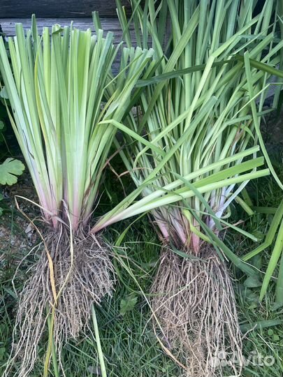 Ирис сибирский, лаванда, гейхера и др