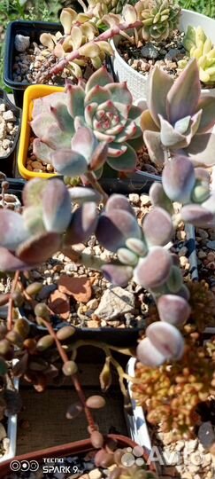 Котиледоны