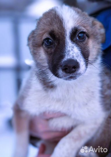 Щенок для дома охрана