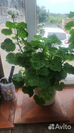 Пеларгония герань