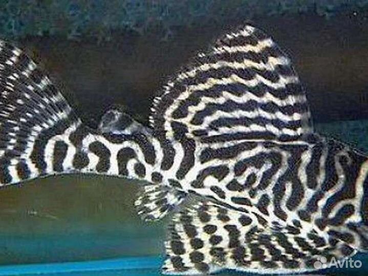 Номерные сомы