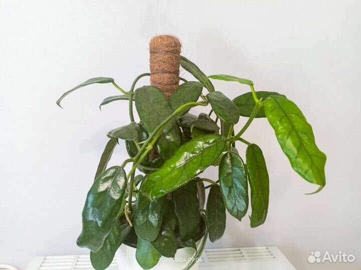 Хойи Керри, обовата сплэш, Вилоза