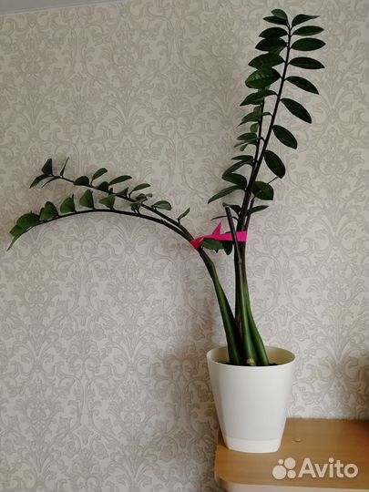 Замиокулькас