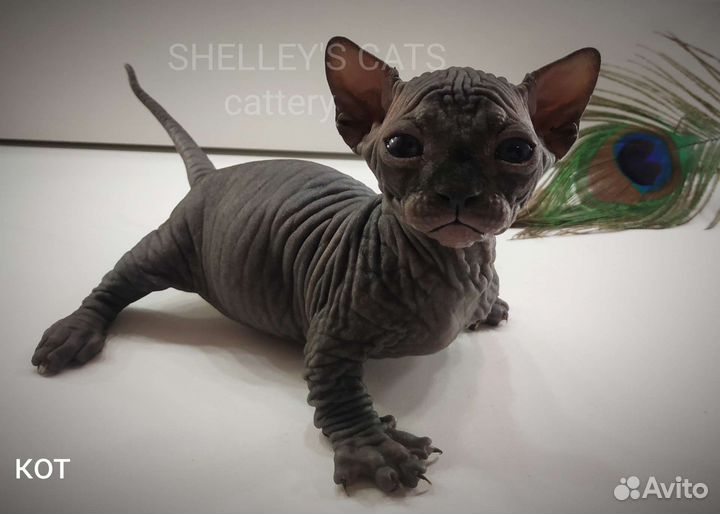 Двэльф котенок