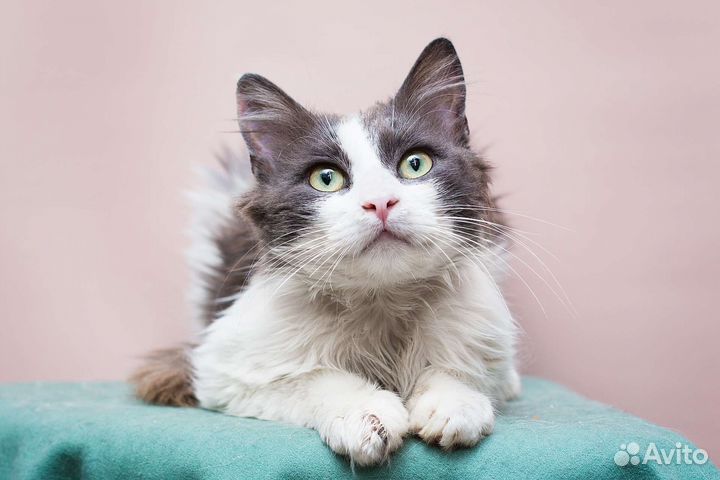 Выброшенный Фантик