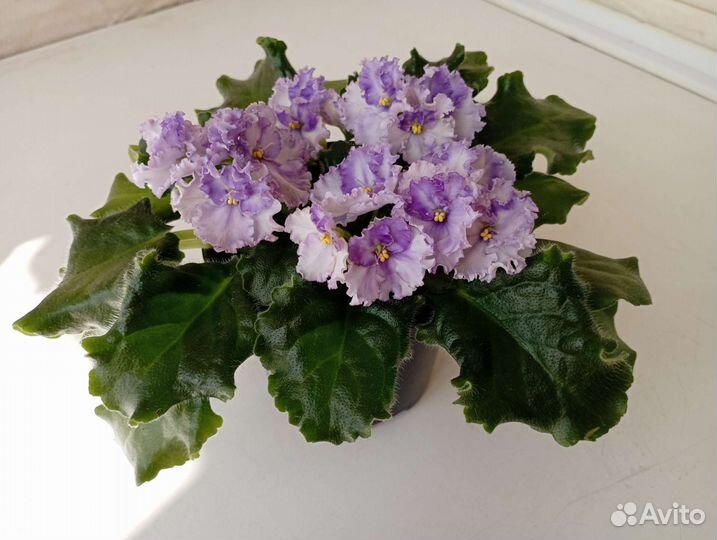 Сортовая фиалка