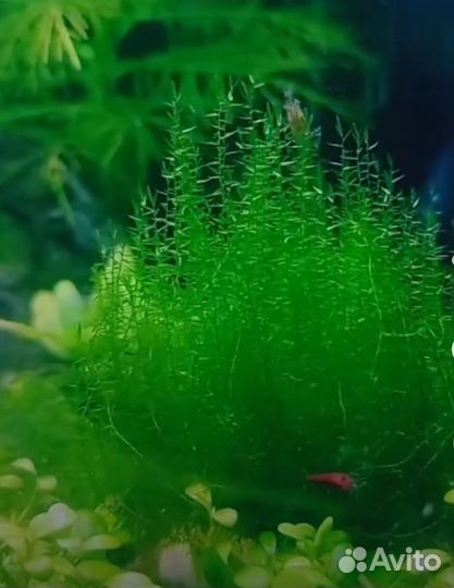 Живые аквариумные растения. Улитка Хелена