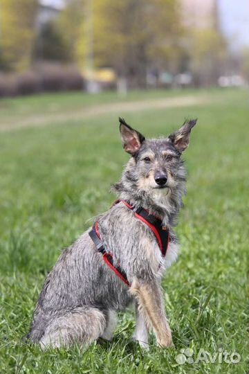 Молодой собачке очень нужен дом