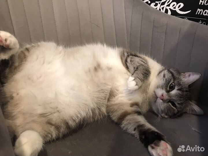 Усы кота. Натуральные усы кота. Усы для игрушек