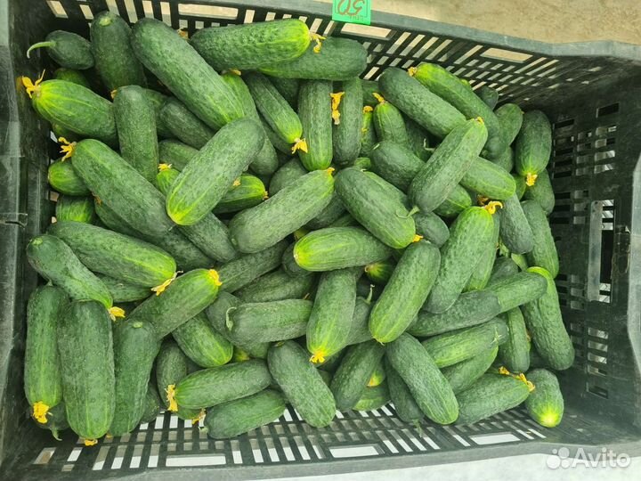 Огурцы домашние