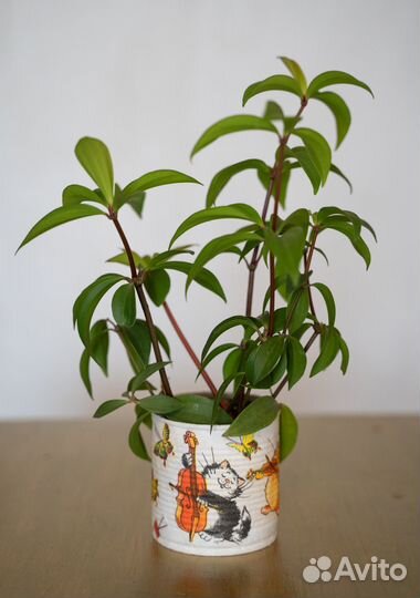 Пеперомия перескиелистная