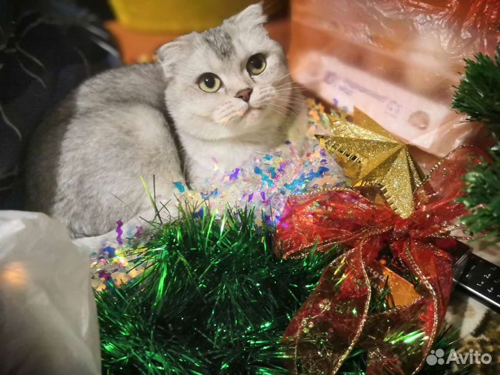 Ищем котика
