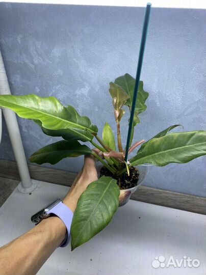 Филодендроны