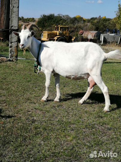 Заанинские козлики