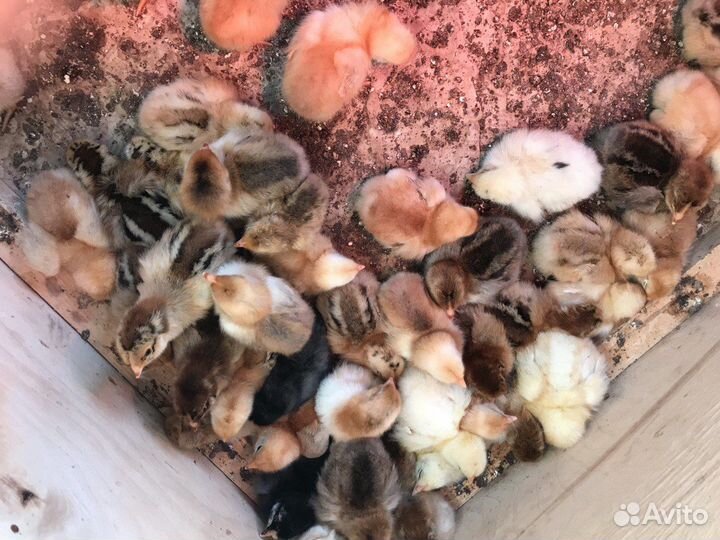 Инкубационное яйцо