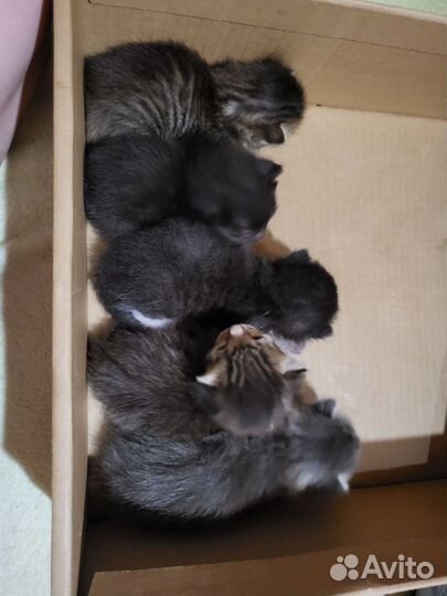 Отдам в добрые руки