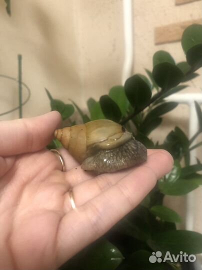 Улитки ахатины