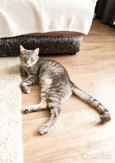 Котик 1,5 года