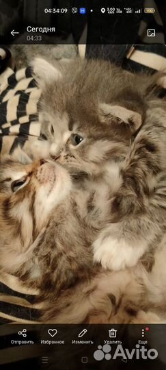 Котята сибирской кошки