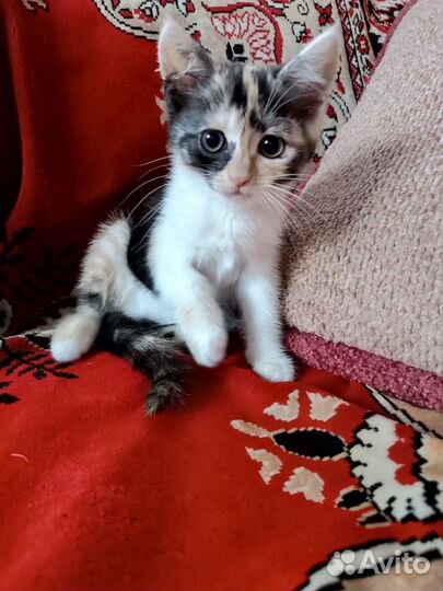 Британские котята