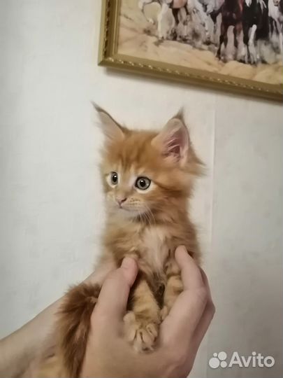 Мейн-кун кошечка