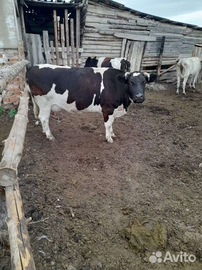 Продам коров на мясо