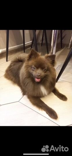 Вязка собак шпиц