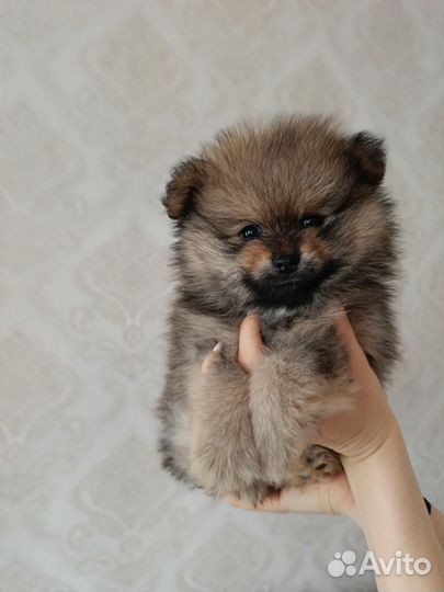 Щенки шпица