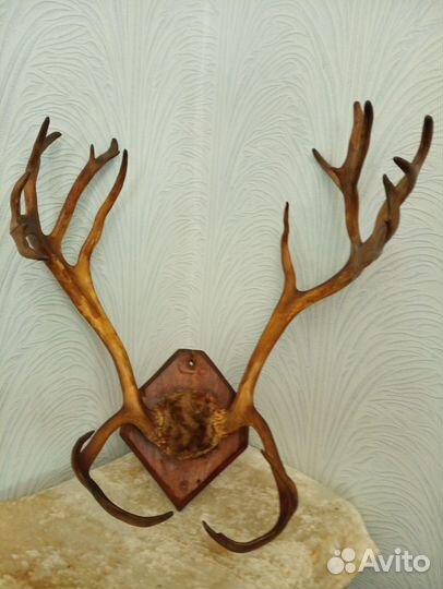 Рога оленя