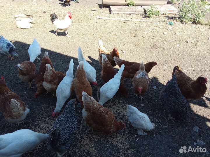 Куры несушки