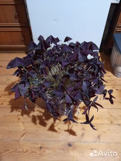 Растение Кислица-Бабочка