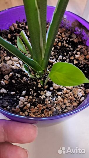 Спатифиллум пикассо