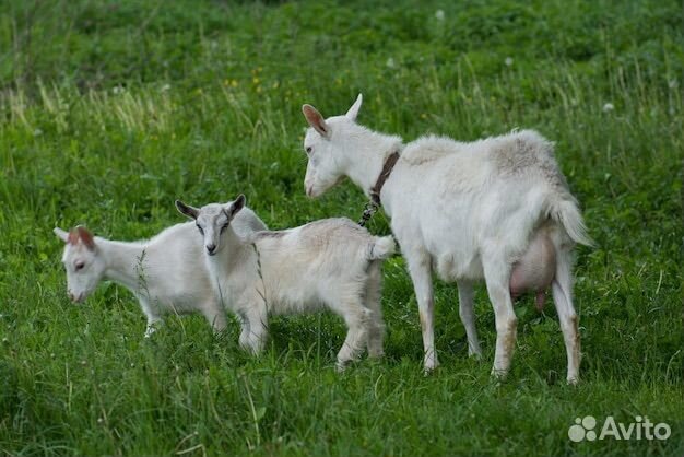 Козы с козлятами