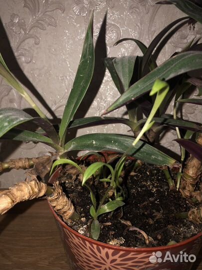 Комнатные цветы